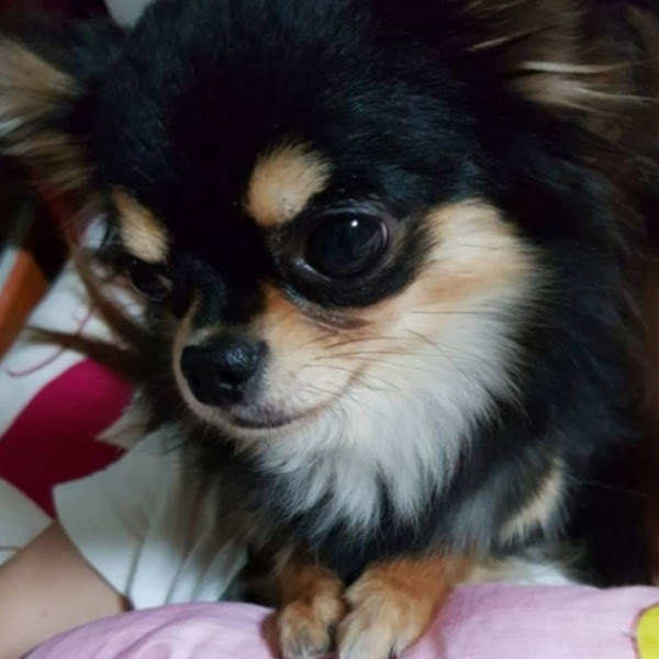 강아지 사진 올려달라길래