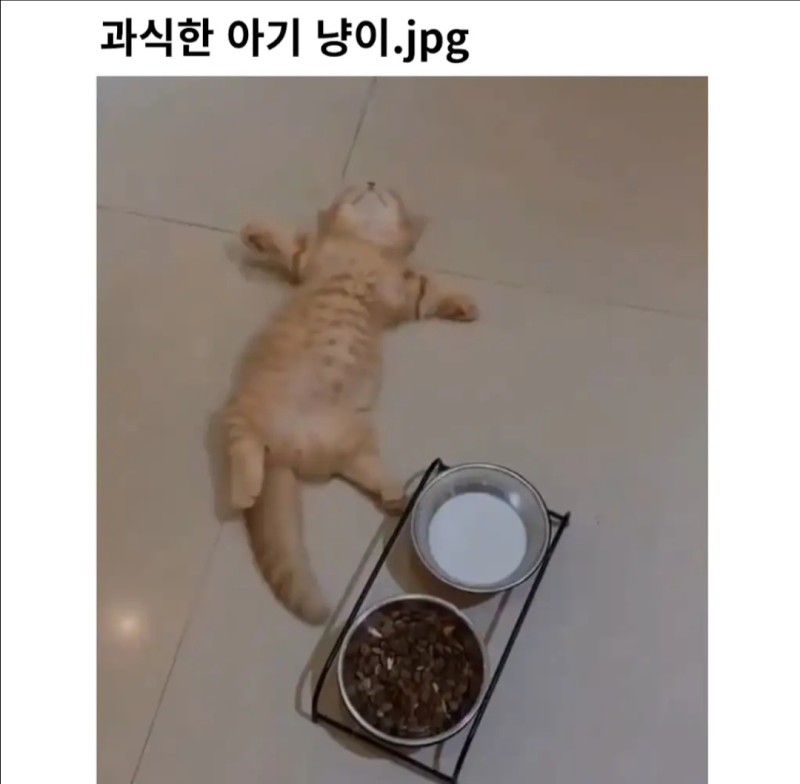 과식한 아기고양이
