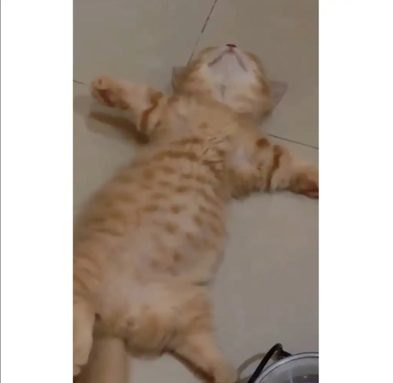 과식한 아기고양이