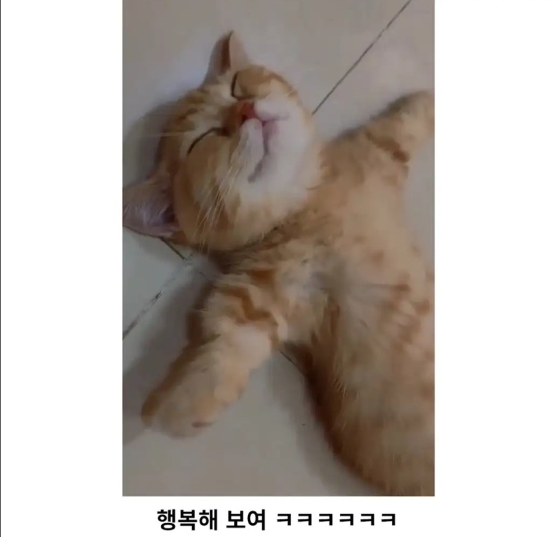 과식한 아기고양이