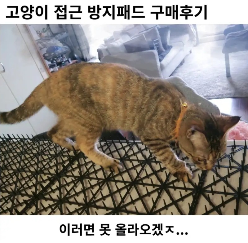 고양이접근방지패드구매후기