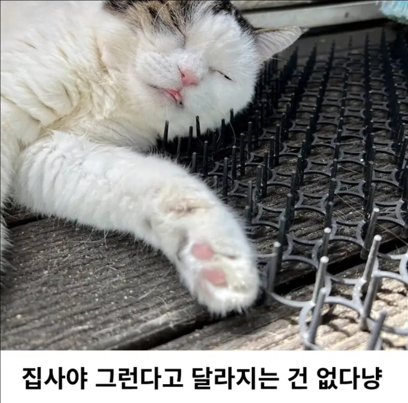 고양이접근방지패드구매후기