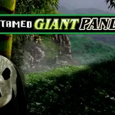 언테임드 자이언트 판다
